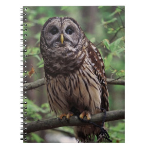 Barred Owl Notebook