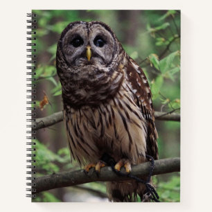 Barred Owl Notebook