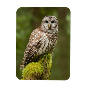 Barred owl on a mossy stump magnet