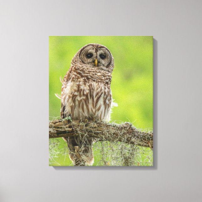 Barred Owl On Tree Limb Canvas Print (Front)