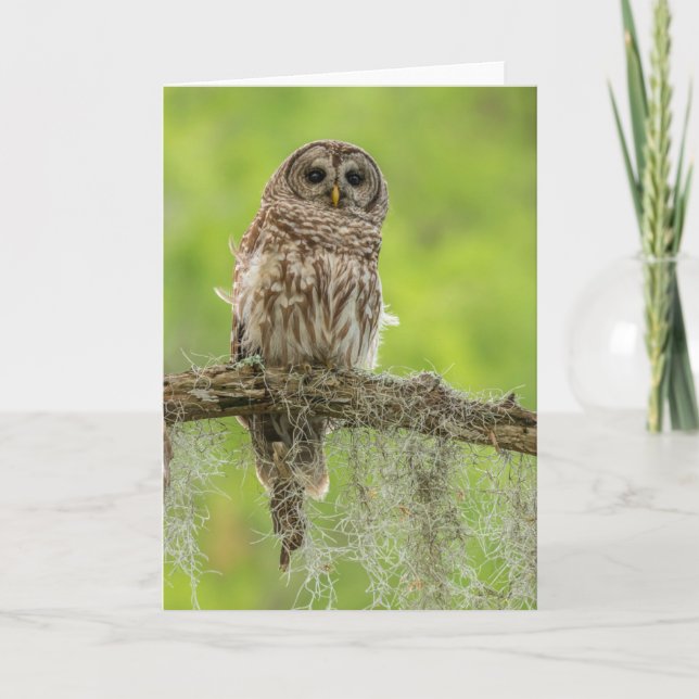 Barred Owl On Tree Limb Card (Front)