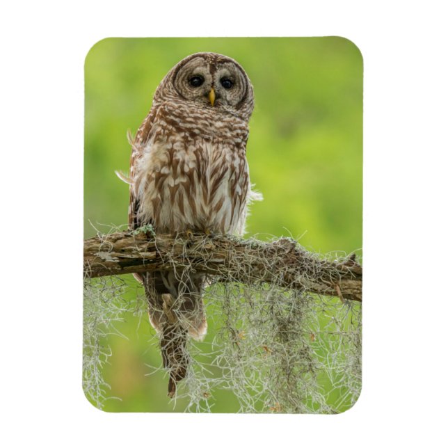 Barred Owl On Tree Limb Magnet (Vertical)