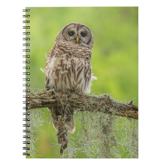 Barred Owl On Tree Limb Notebook (Front)