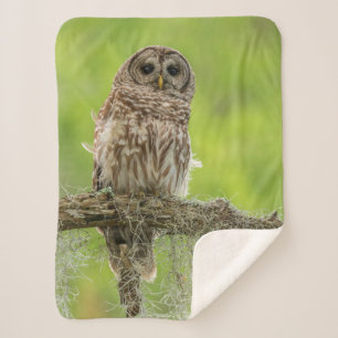 Barred Owl On Tree Limb Sherpa Blanket