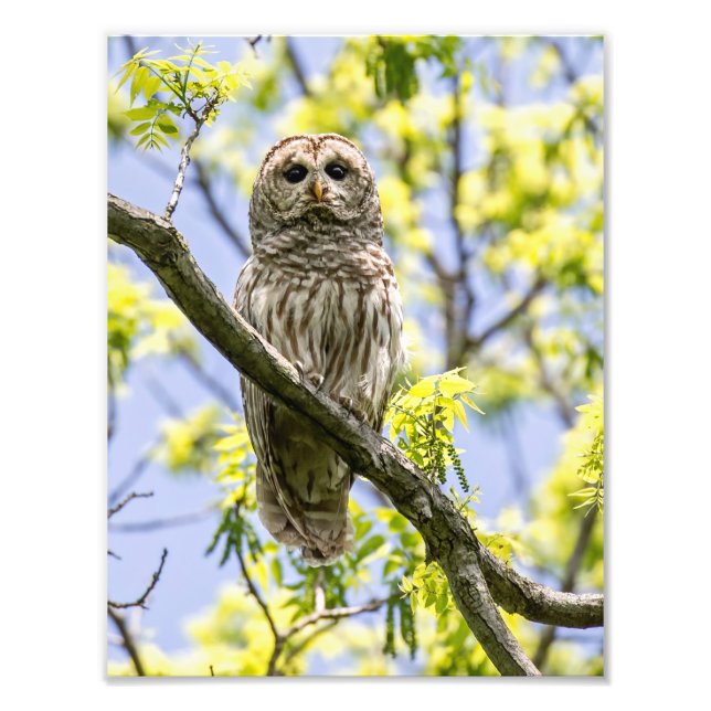 Barred Owl Photo Print (Front)