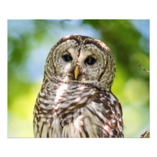Barred Owl Photo Print