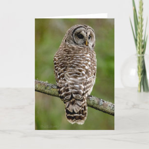 Barred Owl Portrait Thank You Card