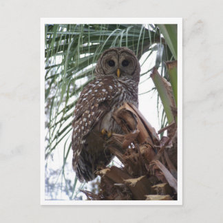 Barred Owl Postcard