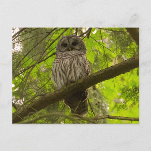 Barred Owl Postcard (Front)