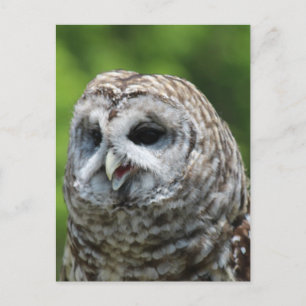 Barred Owl Postcard