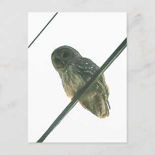 Barred Owl Postcard