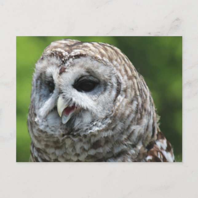 Barred Owl Postcard (Front)