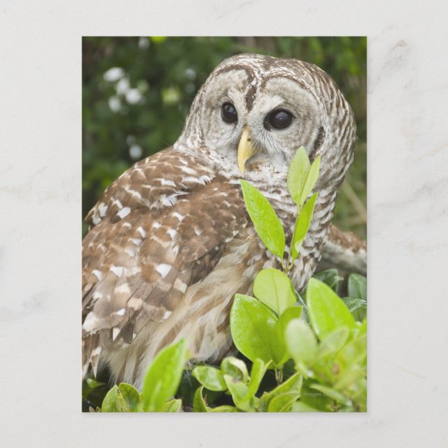 Barred Owl Postcard (Front)