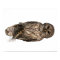 Barred Owl - poster