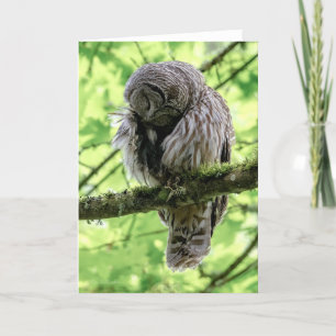 Barred Owl Preening Thank You Card