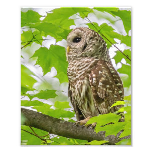 Barred Owl Profile Photo Print