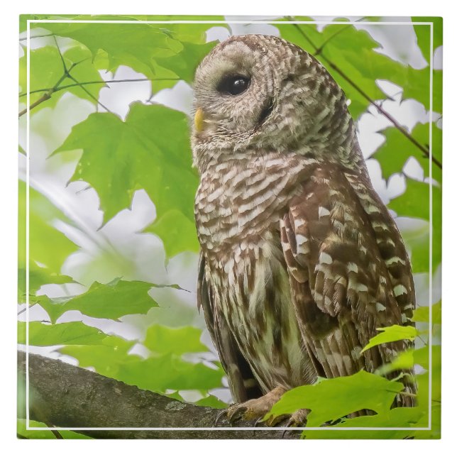 Barred Owl Profile Tile (Front)