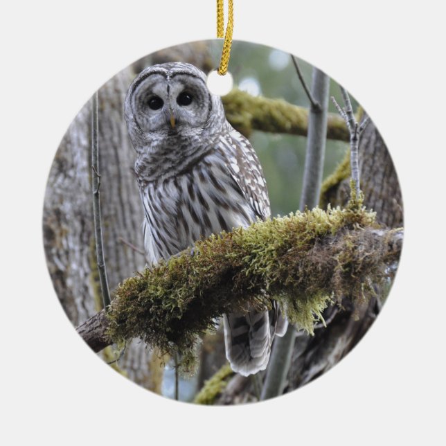 Barred Owl Resting on a Moss Covered Limb Ceramic Ornament (Front)