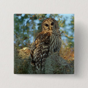 Barred Owl roosting in some Spanish Moss 2 Inch Square Button