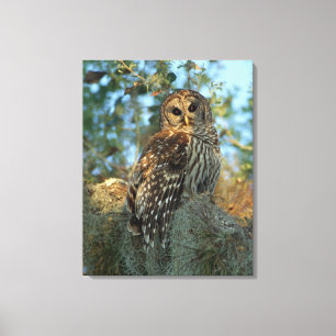 Barred Owl roosting in some Spanish Moss Canvas Print
