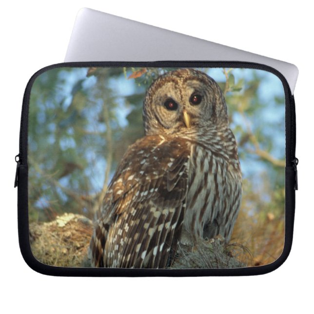 Barred Owl roosting in some Spanish Moss Laptop Sleeve (Front)