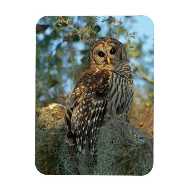 Barred Owl roosting in some Spanish Moss Magnet (Vertical)