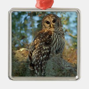 Barred Owl roosting in some Spanish Moss Metal Ornament