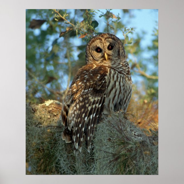 Barred Owl roosting in some Spanish Moss Poster (Front)