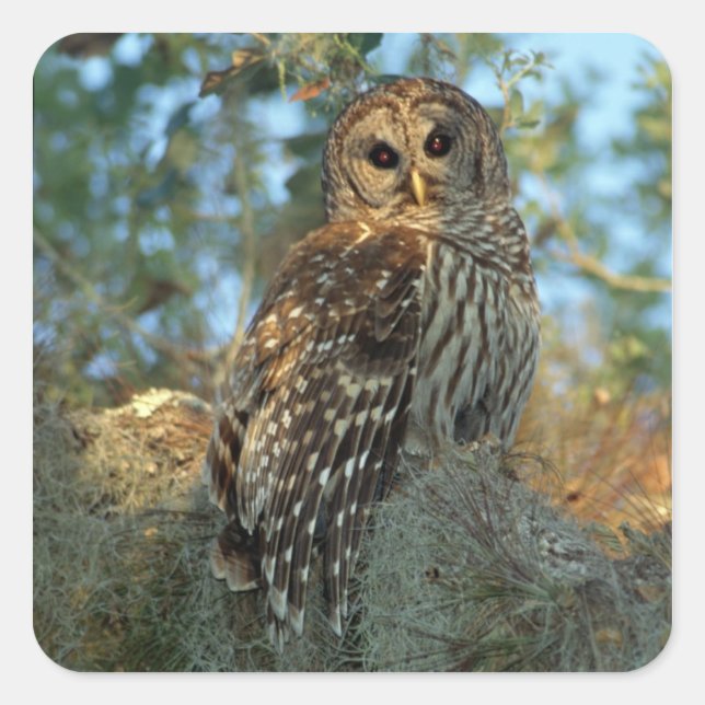 Barred Owl roosting in some Spanish Moss Square Sticker (Front)