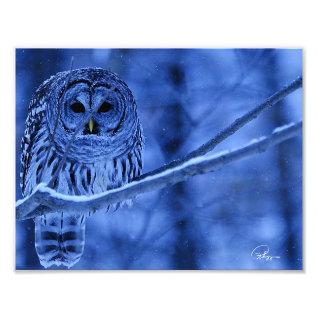 Barred Owl Snow Storm Photo Print (Front)