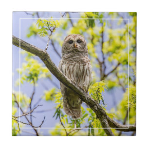 Barred Owl Springtime Tile