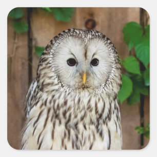 Barred Owl Square Sticker