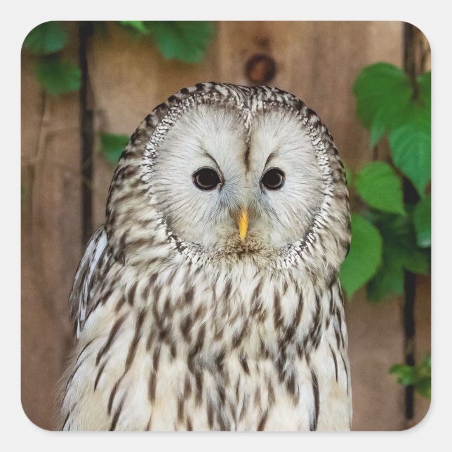 Barred Owl Square Sticker (Front)