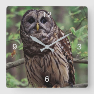 Barred Owl Square Wall Clock