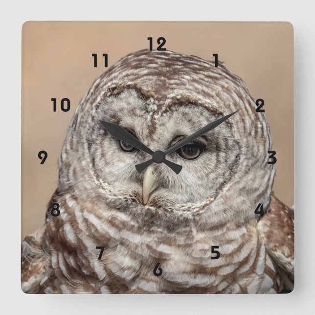 Barred Owl Square Wall Clock (Front)