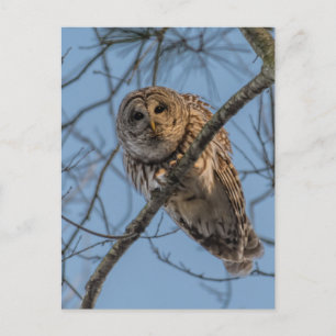 Barred Owl Stare Down Holiday Postcard
