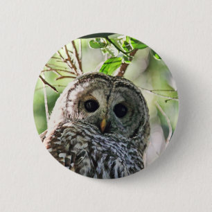 Barred Owl Staring 2 Inch Round Button
