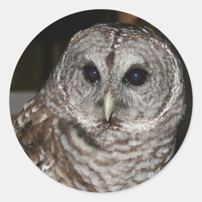Barred Owl Stickers (Front)
