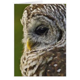 Barred Owl, Strix varia, Michigan