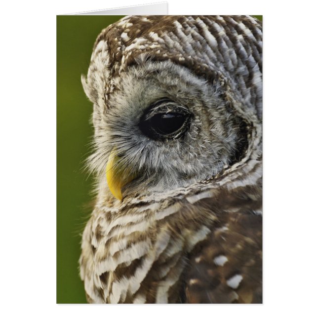 Barred Owl, Strix varia, Michigan (Front)