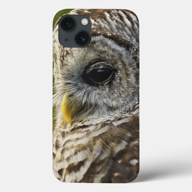 Barred Owl, Strix varia, Michigan Case-Mate iPhone Case (Back)