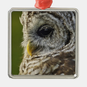 Barred Owl, Strix varia, Michigan Metal Ornament