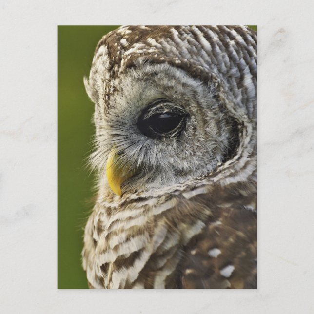 Barred Owl, Strix varia, Michigan Postcard (Front)