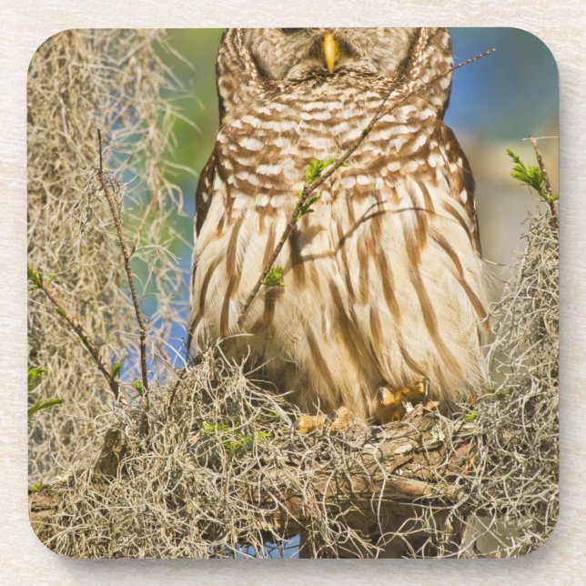 Barred Owl (Strix varia) perched in cypress tree Coaster (Front)