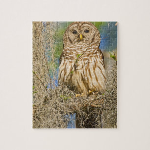 Barred Owl (Strix varia) perched in cypress tree Jigsaw Puzzle