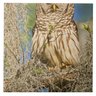 Barred Owl (Strix varia) perched in cypress tree Tile