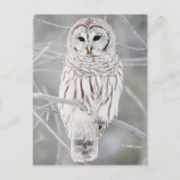 Barred owl (Strix varia)