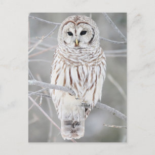 Barred owl (Strix varia) Postcard