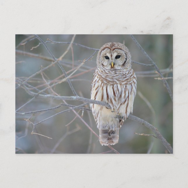 Barred Owl Strix Varia Postcard (Front)