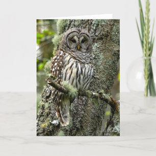 Barred Owl Tree Thank You Card